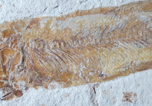 Tharsis dubius (BLAINVILLE 1818) - Bild © FossNet FossilienStore